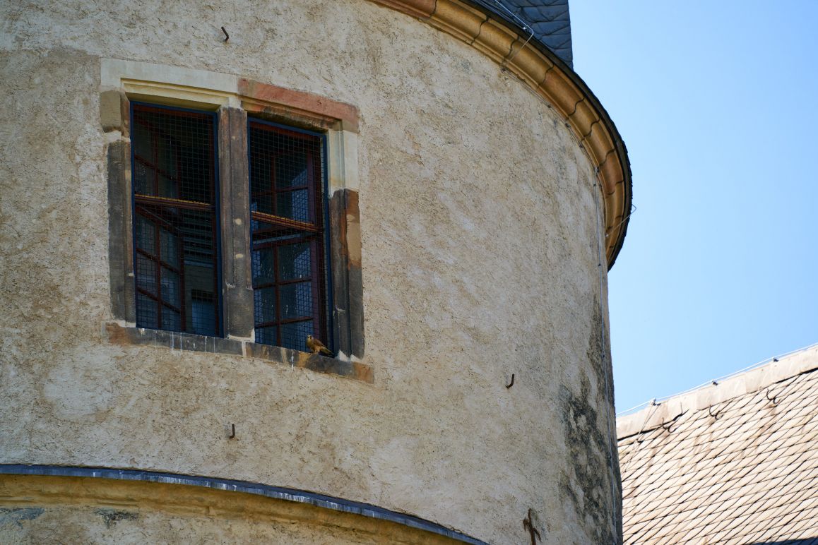 Turmfalken im Mai 2020 von Lina Loos